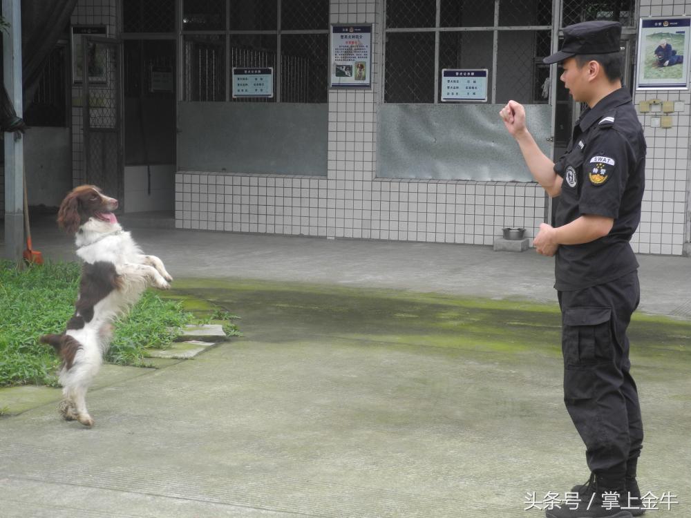 广东金牛建设有限公司，卓越建设，塑造未来