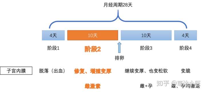 母乳喂养与月经复潮的时间，探究背后的科学逻辑