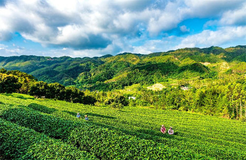 广东省生态茶园规范，打造绿色生态产业的新标杆