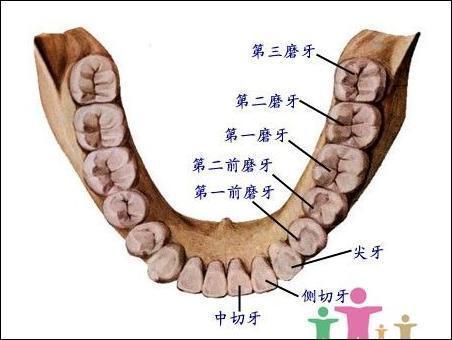 关于三个月内牙齿生长的正常性问题探讨