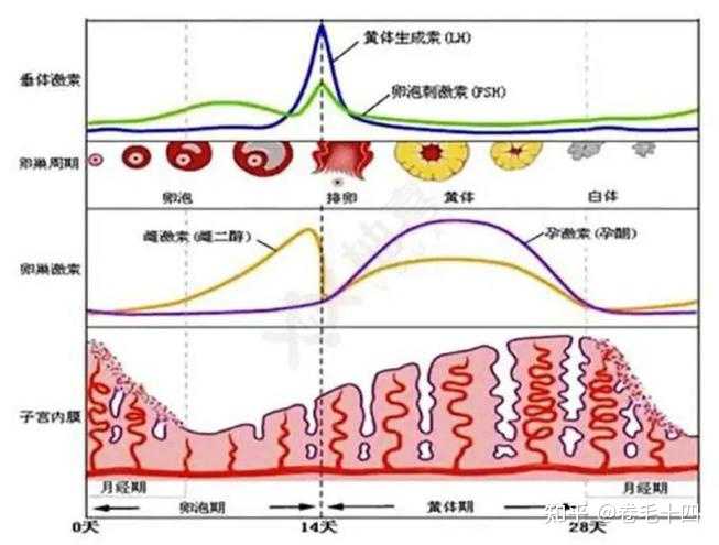 哺乳期月经推迟一个月，原因、影响与对策