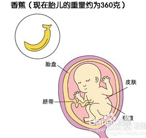 孕五个月胎儿真实图片，揭示胎儿的成长奇迹