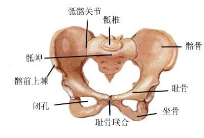 耻骨骨折的愈合过程与骨痂形成，深入了解恢复几个月的历程