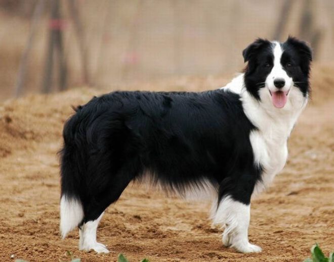 德国牧羊犬三个月的成长纪实与温馨图片